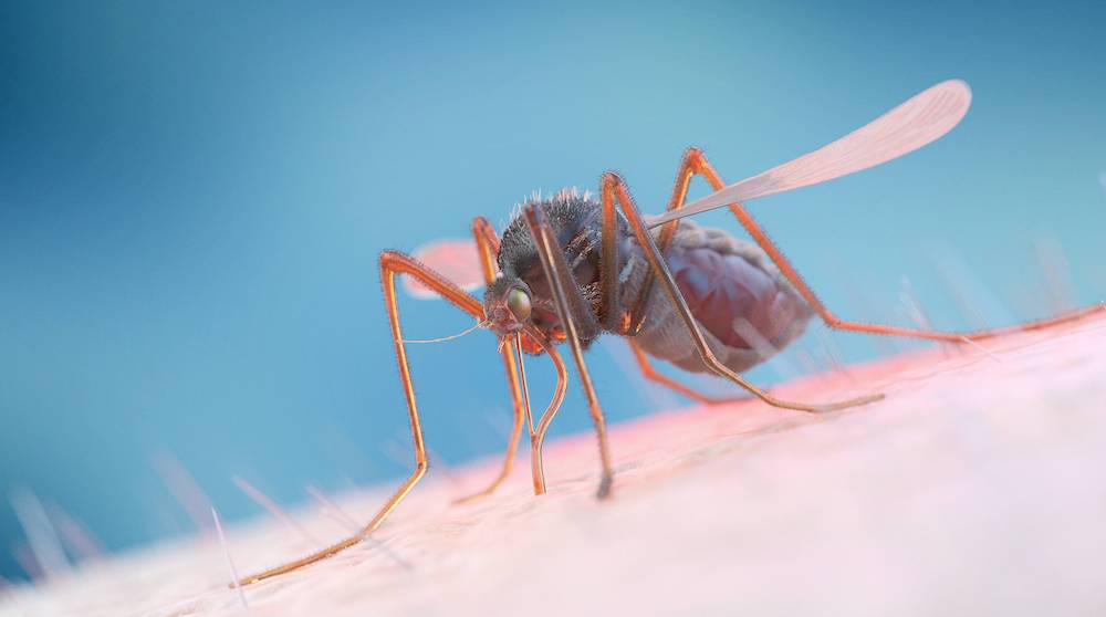 Cannabis, potencial aliado para tratar la malaria