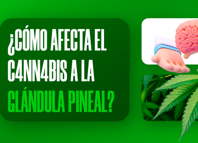 ¿Cómo afecta el cannabis a la glándula pineal?