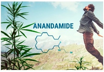 Anandamida y CBD ¿Existe una combinación para cuidar de nuestra felicidad?